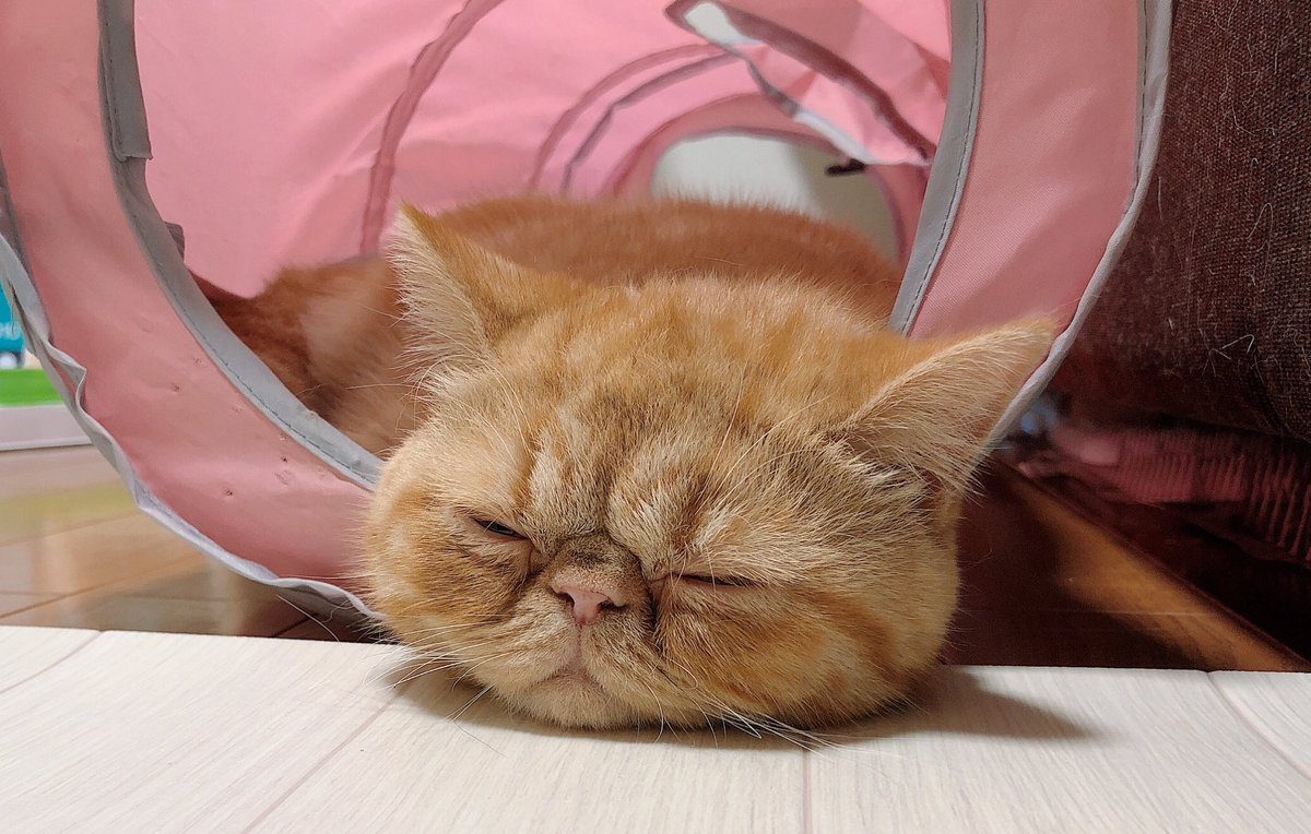 うに Uni Moff Twitter うに Uni Moff Twitter