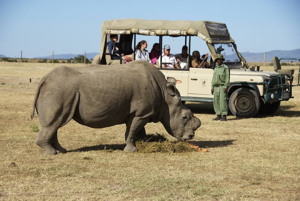 10/Oj Pejeta ConservancyBlack rhino and chimpanzee sanctuary previously owned by arms dealer Adnan Khashoggi. The conservancy covers 360 km2 (90,000 acres)Owners: Fauna &Flora International (FFI)Charges: Sh9,000 – Sh14,500 per night  https://www.olpejetaconservancy.org/about-us/our-story/