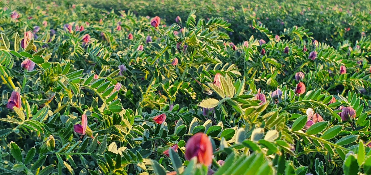 5/ The  used for  #chickpeas (or any crop) can be different each season as there is a  of determining factors which can change   #water use, these includetemp, relative humidity while the crop is growing (especially at peak flowering & podding)wind & soil moisture  #moist