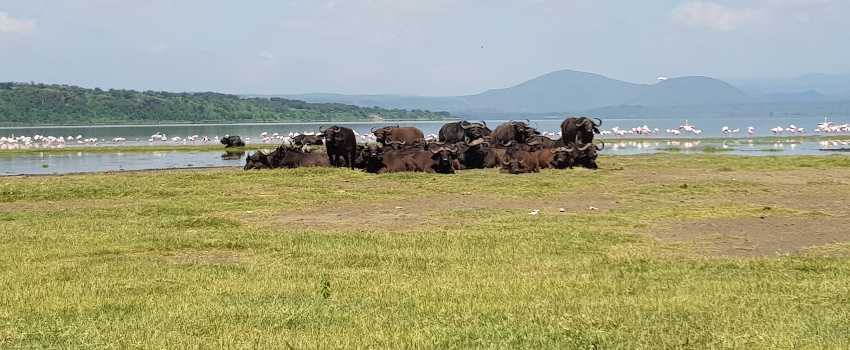 11/Soysambu ConservancyOwned by the Delameres, Soysambu is a 48,000-acre ranch sitting near Lake Elementaita in the Rift ValleyCharges Sh1,200 to Sh2,000 self-catering https://soysambuconservancy.org/about-us/ 