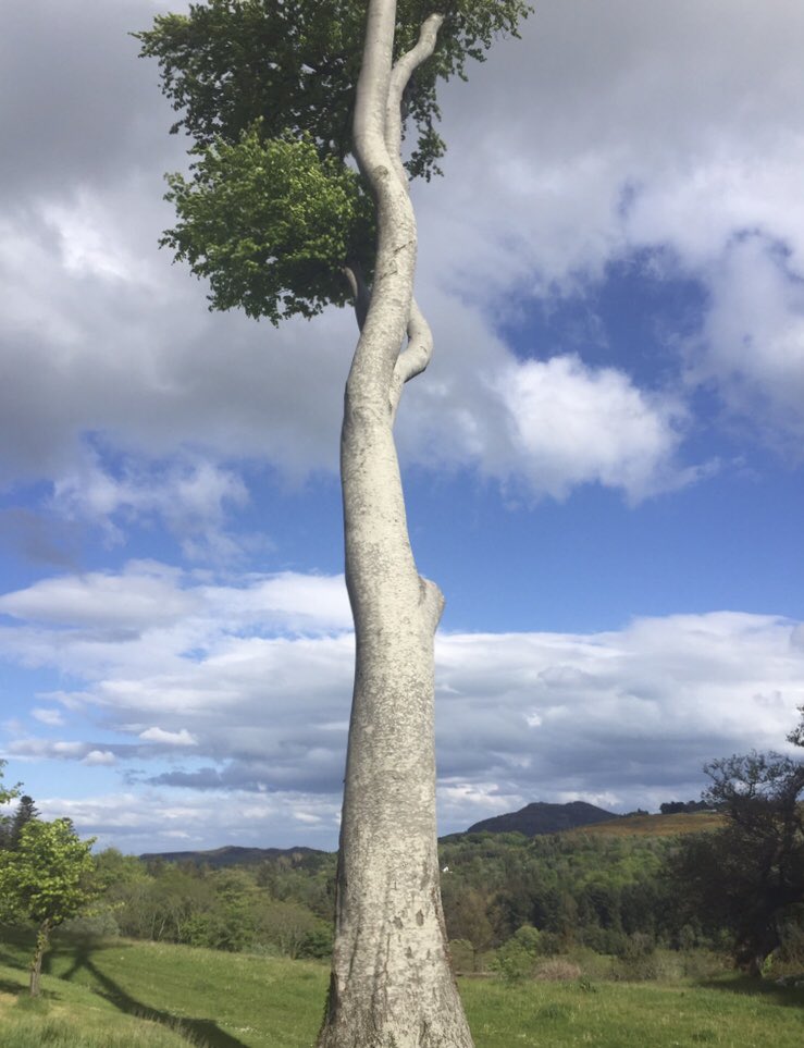 HikesHush's tweet photo. ‘I think that I shall never see
a poem lovely as a tree.’ Joyce Kilmer ~ I wish I’d taken better photos of this tree before she disappeared. At least I think she has.....would love to be mistaken 💚🌳 #treesofinstagram #powerscourt #visitwicklow https://t.co/2RSca1mRbw