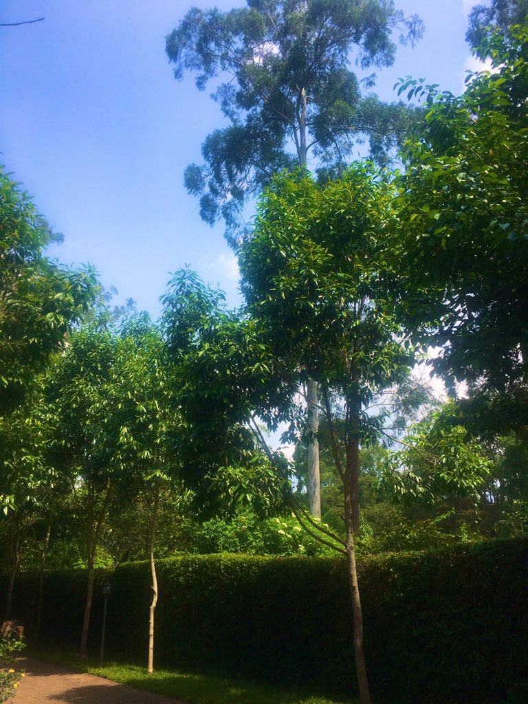 Emma999Too's tweet photo. Trees are sacred period! 🙏🏾

#GreenerCleanCities
#GreenerCleanCitiesKe 
💚 https://t.co/JJxMFsmB7R