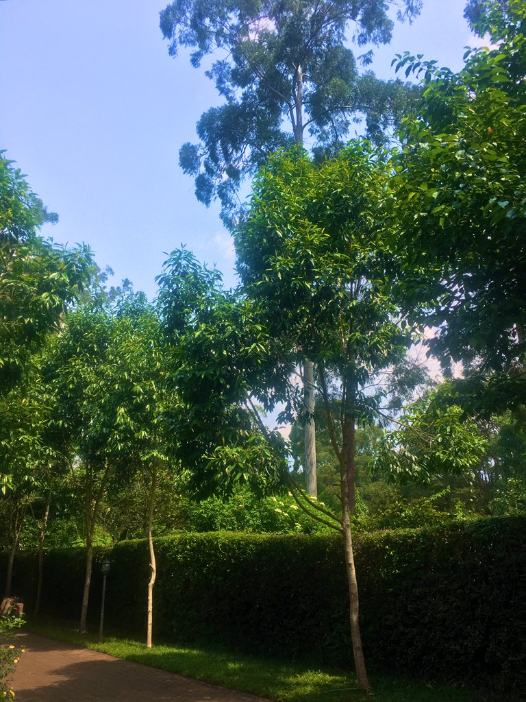 Emma999Too's tweet photo. Trees are sacred period! 🙏🏾

#GreenerCleanCities
#GreenerCleanCitiesKe 
💚 https://t.co/JJxMFsmB7R