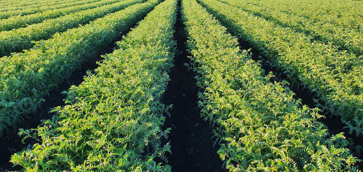 7/ Most  #chickpeas are only semi irrigated, (reduces risk of water logging & diseases) short sharp irrigations of approx 8 hours with good removal via tail drains. Scheduling the timing of irrigation is when plant water available capacity from the soil is around 35-40% depletion.