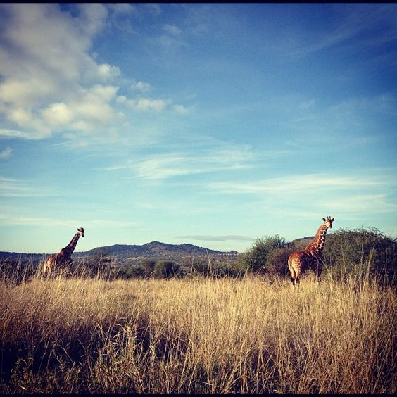 22/Chololo RanchSitting on 25,000 acres far eastern part of the huge Laikipia plateau, Chololo is owned by rally driver Sammy Jessel.No info on rates