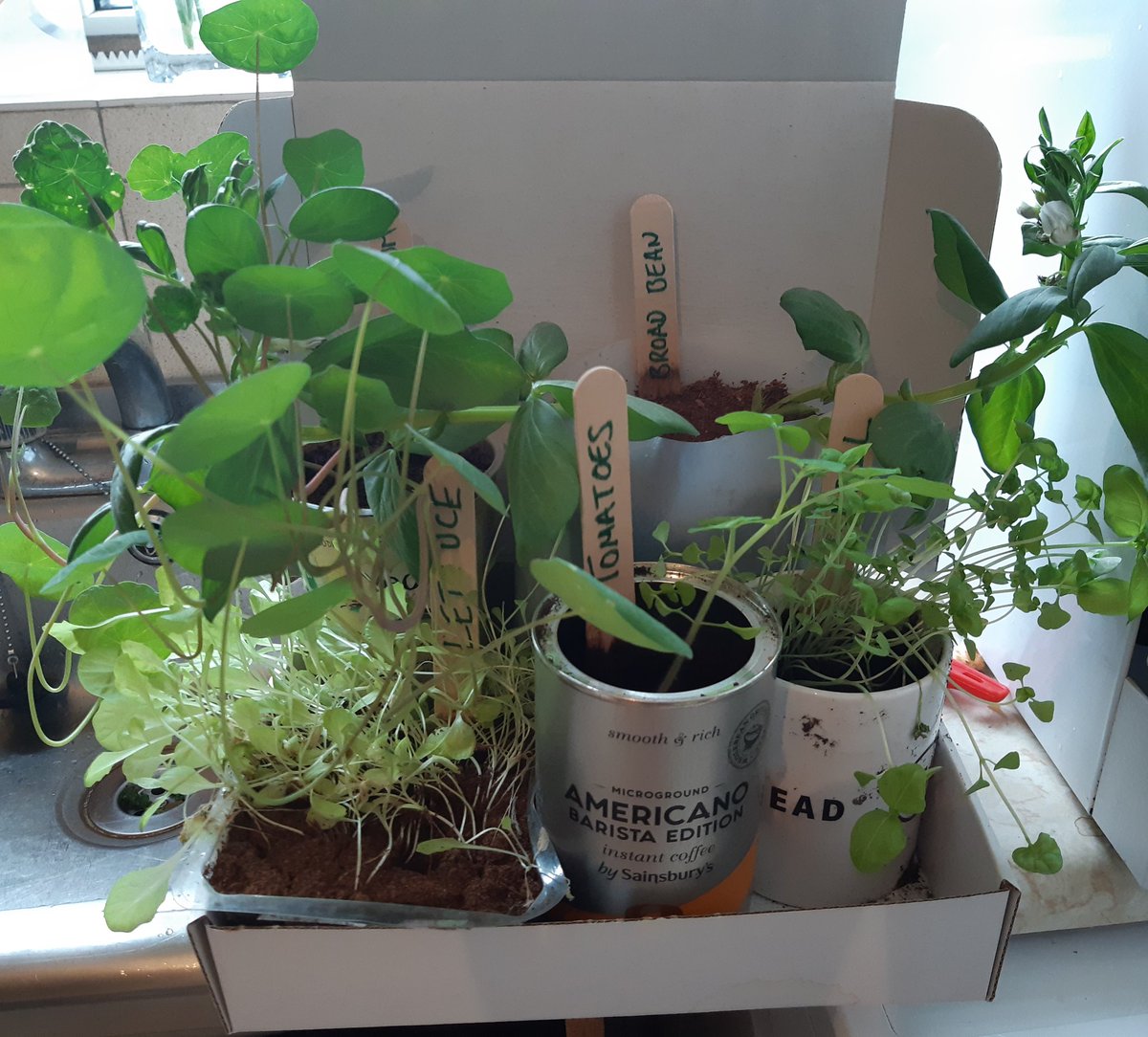 20 days since my last picture!  Think I need to give these plants more space now!  #GetSetSow <a href="/ThamesmeadLDN/">ThamesmeadNow</a> <a href="/CLEVER_Cities/">CLEVER Cities</a> <a href="/GroundworkLON/">Groundwork London</a>