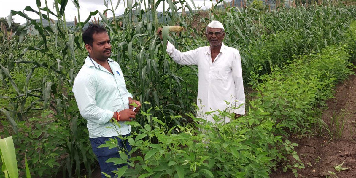WOTRIndia's tweet photo. Demo plots of pearl millet, sorghum, maize in the village of #VaijuBabhulgaon in Ahmednagar district, #Maharashtra supported by @nabardonline
#ClimateProofing #DemoPlot #Kharif2020 #ClimateResilientAgiculture #BuildBackBetter #COVID19India @AgriGoI @MoRD_GOI @UNCCDLibrary https://t.co/52OMSHcvmm