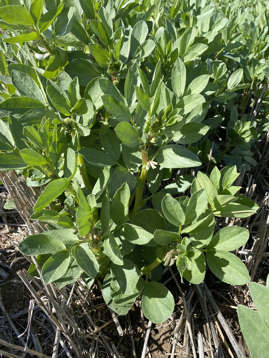 JasonBrand's tweet photo. Disease resistance of PBA Amberley (R) clearly showing in trials at Gymbowen cf Farah (L).
@FanningJosh_ @MelGarcia_AUS @matthew_sparke https://t.co/Y0Yq5IM0gf
