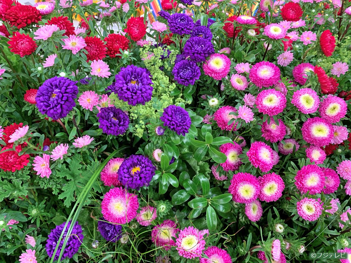 ট ইট র めざましテレビ きょうのお花は アスター 花びらいっぱいの華やかなアスターは 花束の主役になること間違いなしだね めざましテレビ