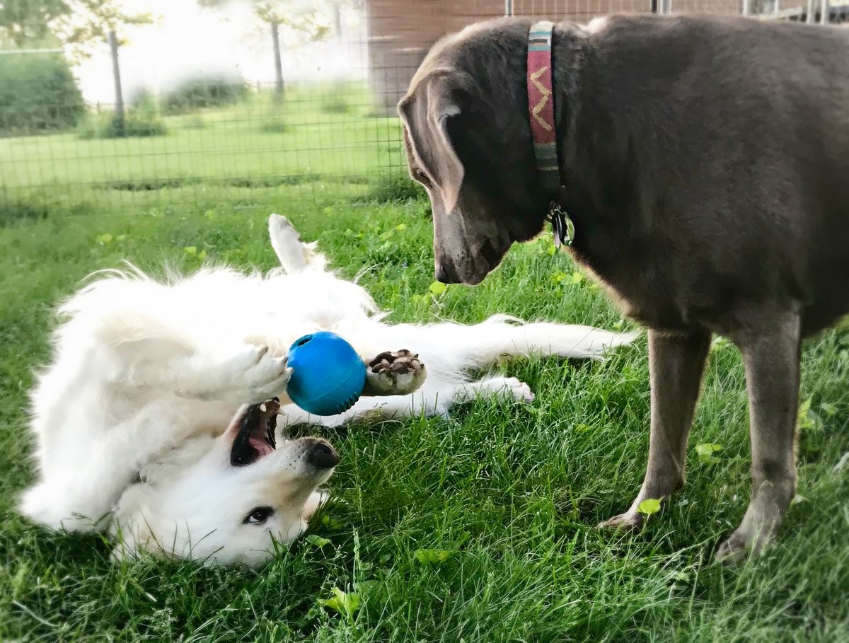 When they retire they can sometimes stay w/ their handler or they sometimes go to live w/ someone who will luv them for the rest of their lives like a family member of family friend. I am lucky that Theo lives here on the farm! We see him everyday!