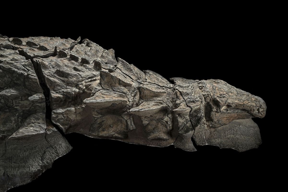 Curiotweet1's tweet photo. La'momia'de un dinosaurio nodosaurio se revela con la piel y las tripas intactas.El fósil de un nodosaurio,de 110 millones de años de antigüedad,fue hallado por accidente por mineros canadienses en 2011..Es el fosil mejor conservado del mundo.Museo Royal Tyrrell Alberta,Canadá. https://t.co/ZSAnOFCmok