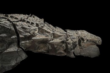 Fósil de dinosaurio mejor conservado en la historia