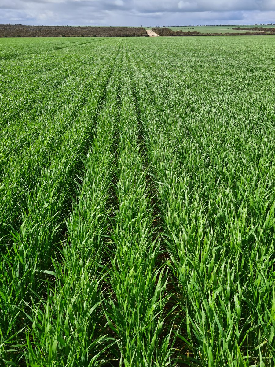 Good old Mundah powering along.