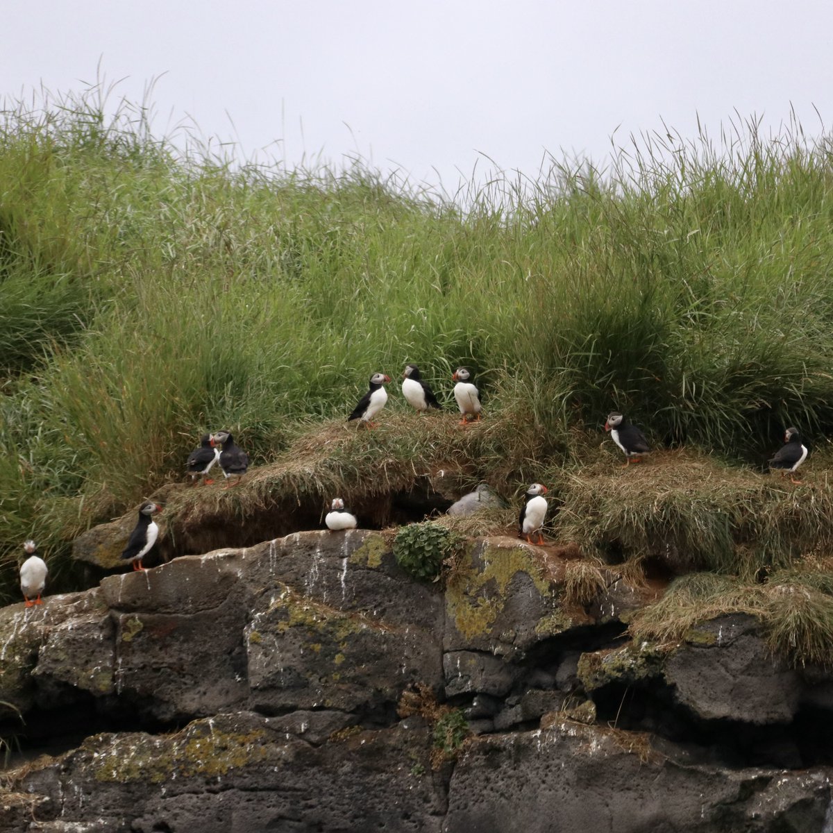 eldingwhale's tweet photo. We're coming into the last week of the puffin season this year! Soon these adorable little birds will fly off to sea, making the next few days our last chance to see them until summer of 2021!

Photos by naturalist Ewa
Book here: https://t.co/2IaGRx3SlI https://t.co/tv09UTCvsh