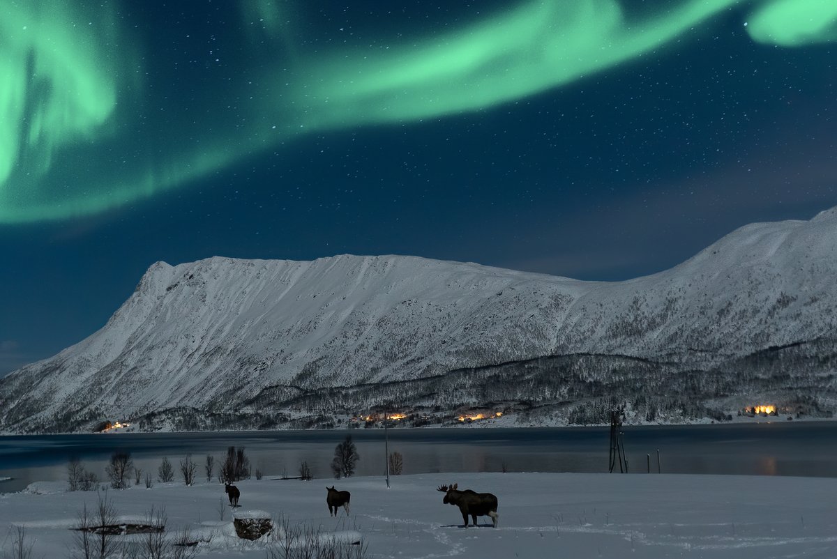 VesteralenT's tweet photo. New tours availible in Vesterålen: Moose Safari under the northern lights, Ice fishing at day and under northern lights, family hike (Summer).
https://t.co/HBvsPu0yws https://t.co/1Y1HnTnW14