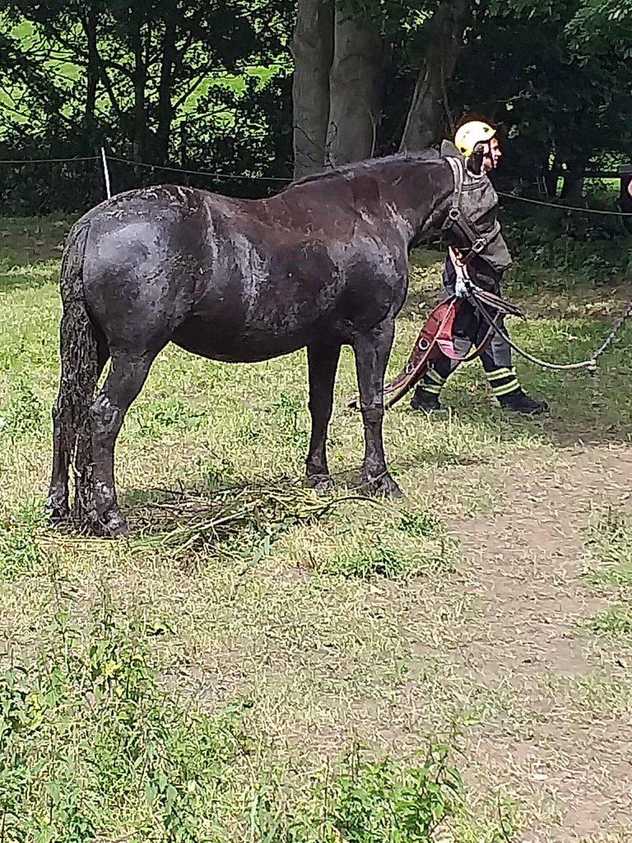 WYFRS's tweet photo. (4/4) ...Finally, crews were called to help out Tilly, who had fallen into an old mill pond from a narrow path.🐎

Our technical rescue crew used a telehandler to lift her out &amp; thanks to some great work from our Firefighters, she was uninjured &amp; was taken to a place of safety.🐴 https://t.co/cM7qEJkhcz