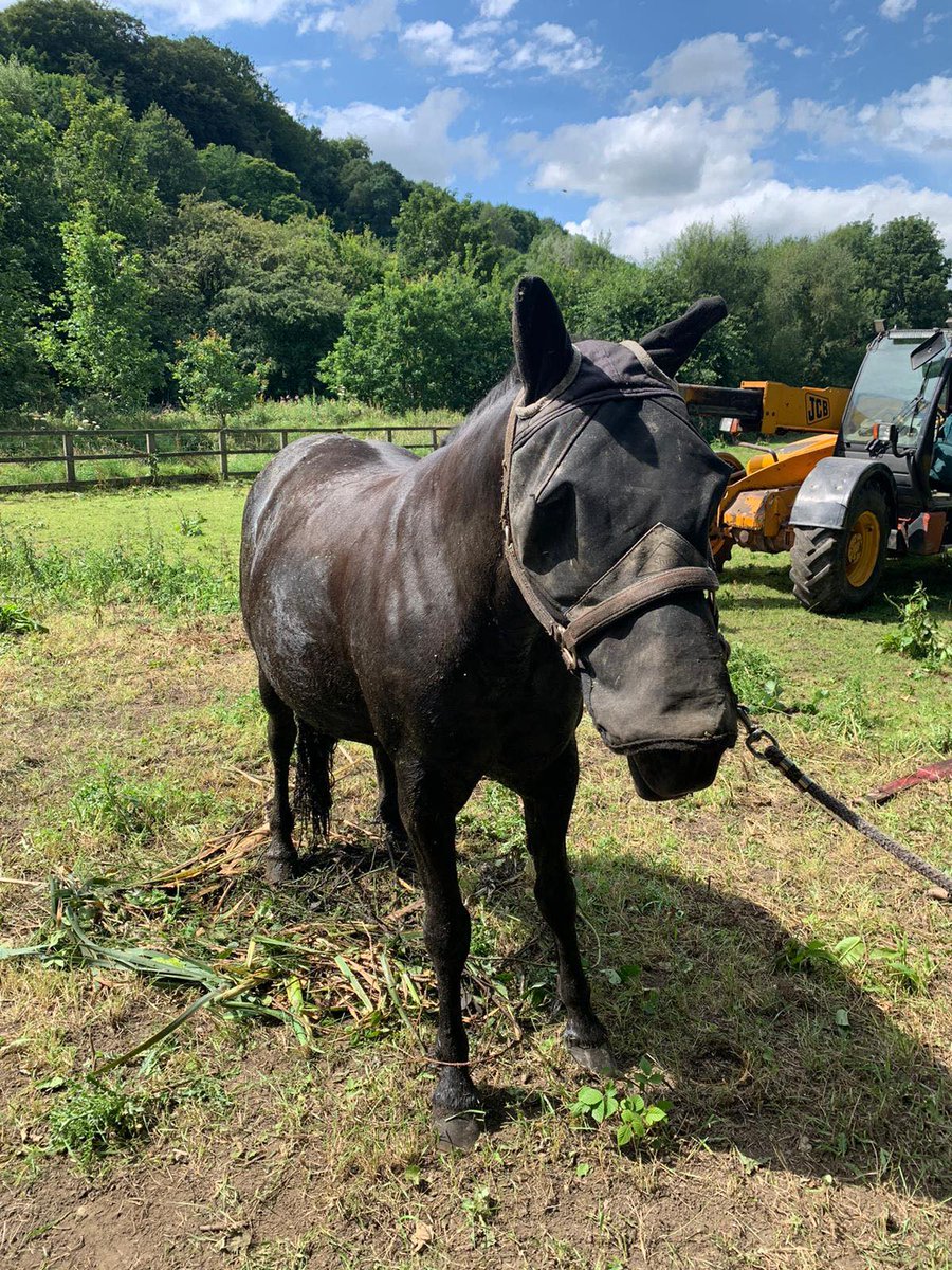 WYFRS's tweet photo. (4/4) ...Finally, crews were called to help out Tilly, who had fallen into an old mill pond from a narrow path.🐎

Our technical rescue crew used a telehandler to lift her out &amp; thanks to some great work from our Firefighters, she was uninjured &amp; was taken to a place of safety.🐴 https://t.co/cM7qEJkhcz