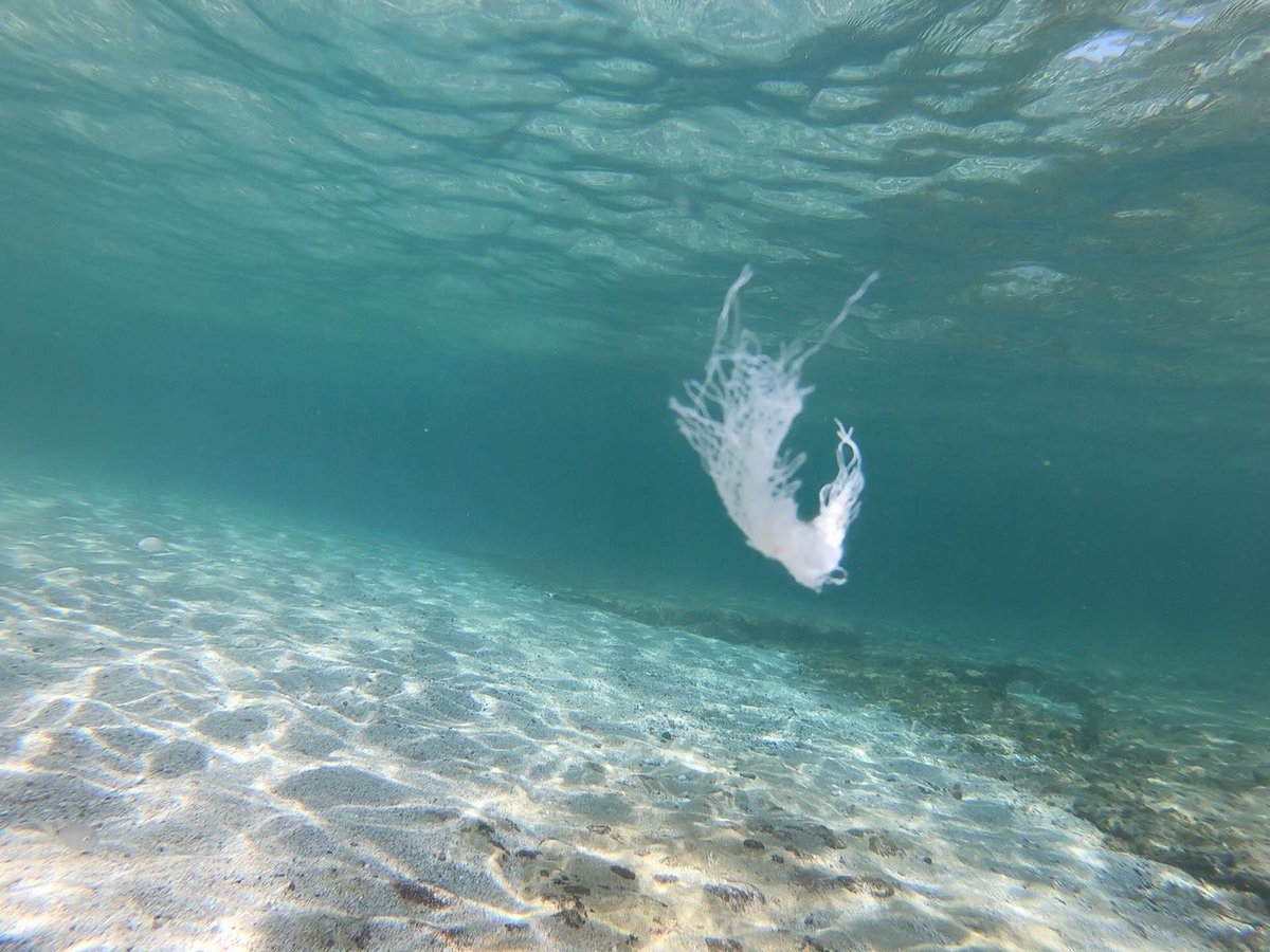 RemorsTech's tweet photo. We are pleased to announce that Remors has been selected as one of the top ten ideas by #StartcupSardegna.
A first step to the beginning of the #MediterraneanSea cleaning of #plastics and #microplastics.

 Remors: Together for a cleaner sea.

link: https://t.co/gRohJNiW9K https://t.co/uMxStxYlMU