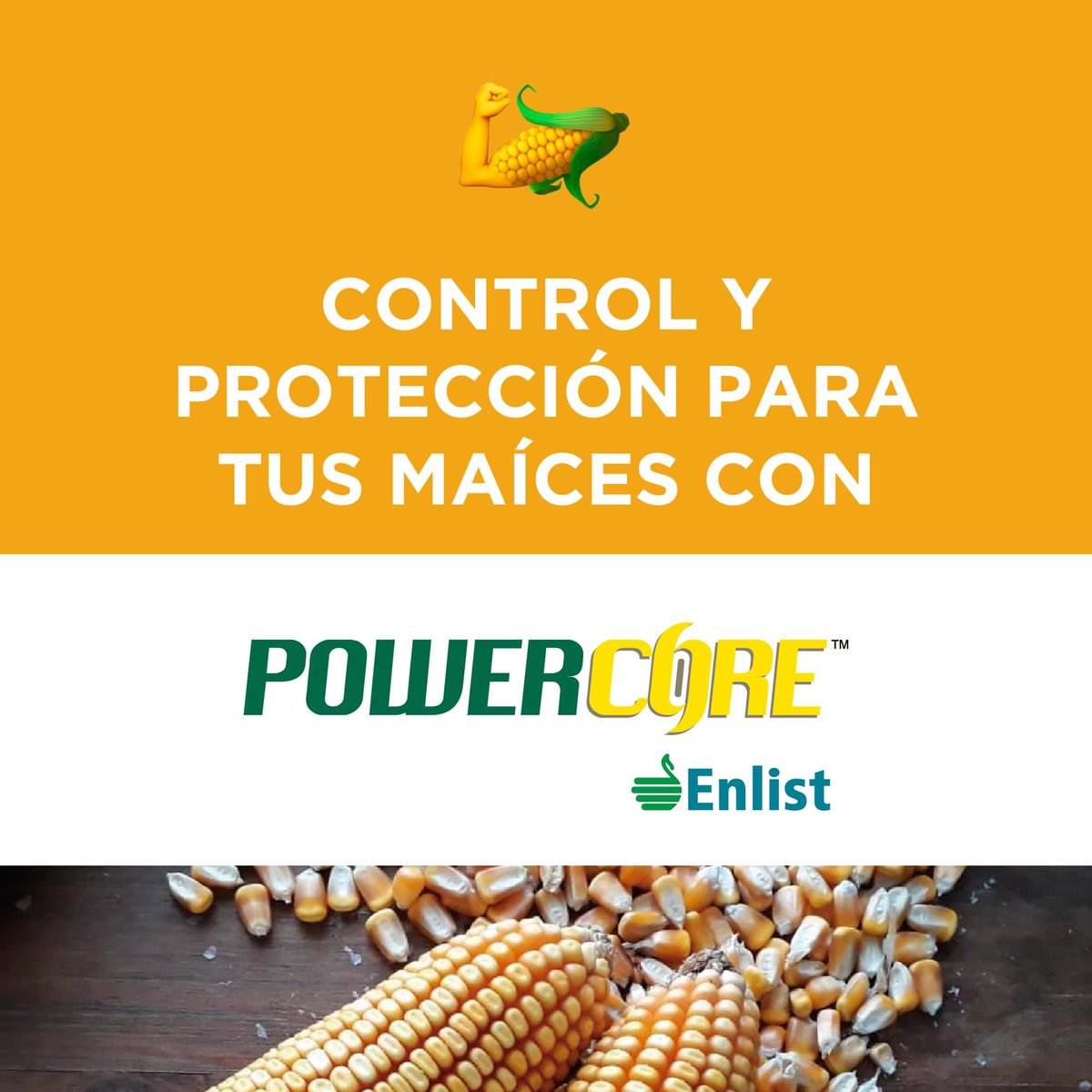 FeerTess's tweet photo. La tecnología #PowerCoreEnlist #Nord es una gran solución para el mercado argentino, que permite tener, además de un híbrido de altísimo potencial de rendimiento, múltiples alternativas para cada situación de campo que se presenta.
Disponible en en maíces ACRUX.
¡Descubrilos! https://t.co/J4C7yMS1ql