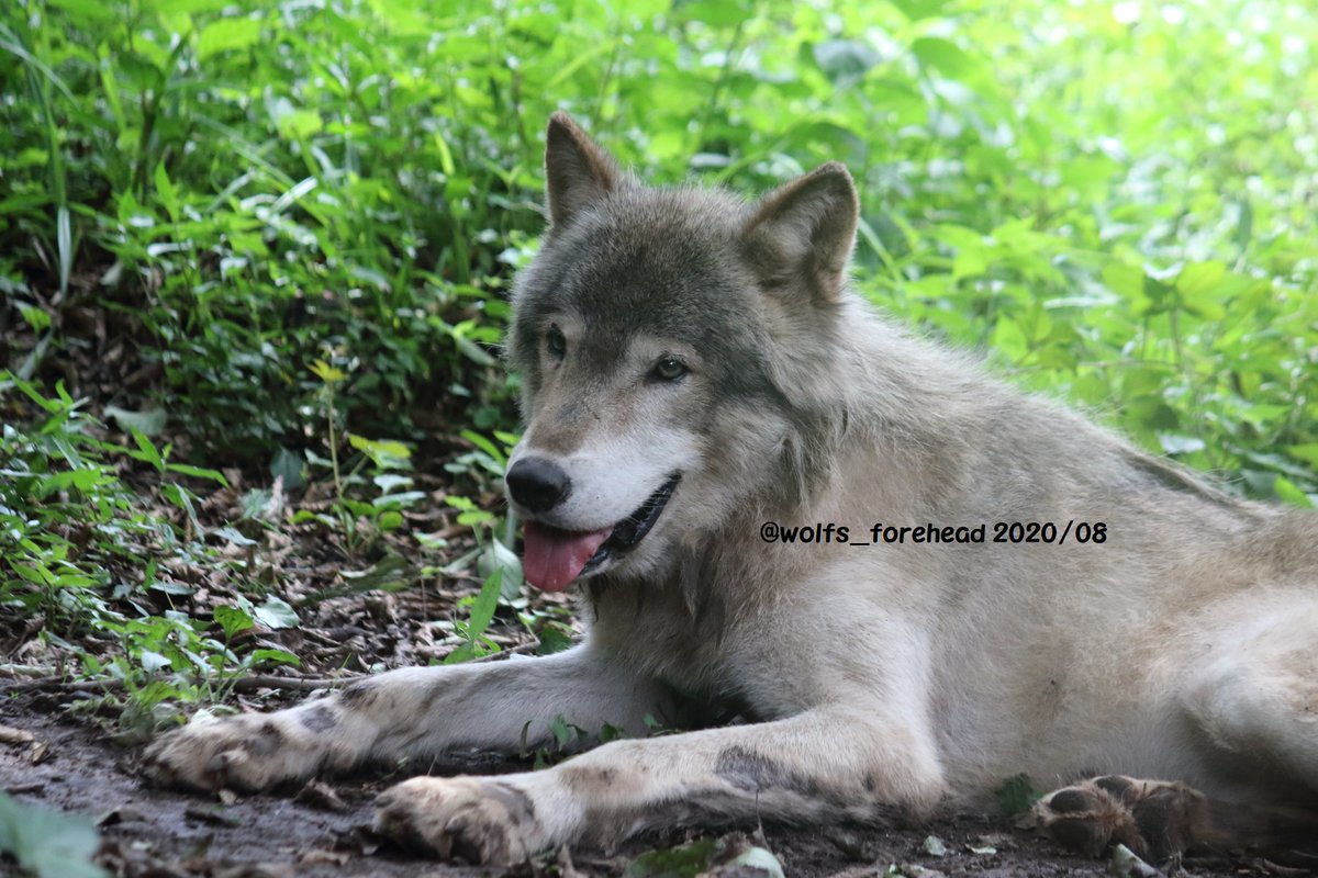 狼額 Sur Twitter シートンかわいいよ 右目瞼のでき物も目立たなくなってますが 投薬で様子を見ているそうです シンリン オオカミ 富山市ファミリーパーク