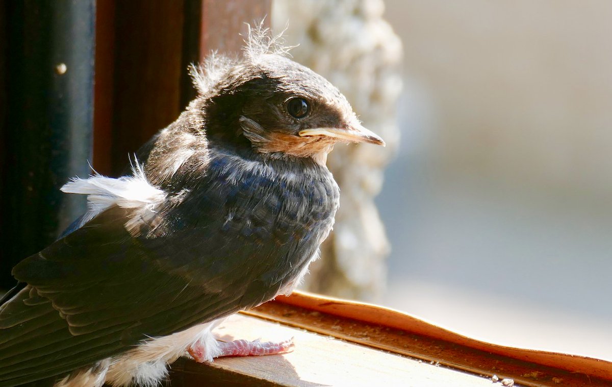 Just fledged &amp; landed on our bedroom window. #swallows #fledglings #lovepenzance #westcornwall