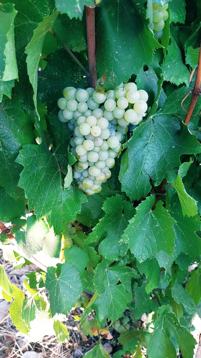 Guestie7's tweet photo. Great to hear from Faouzi @TourellesLiban that the 2020 harvest is looking really good!
Just what they need at the moment. Help support our Lebanese friends, all their wines available @TalkingWines #BidforBeirut https://t.co/l2Opzw7L4Z