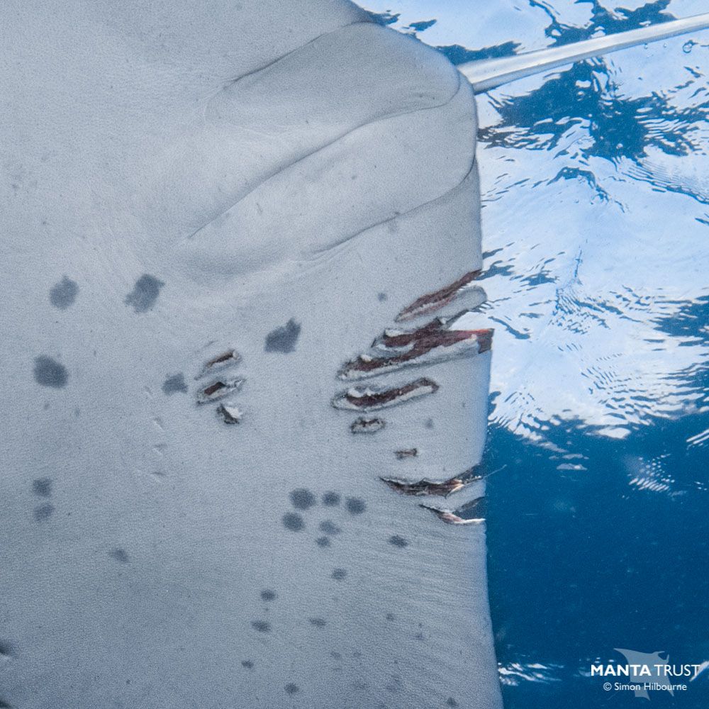 MantaTrust's tweet photo. Born around 1.5m (5ft) from wing tip to wing tip, you might have assumed #manta rays would be safe from predators. However, it’s not always easy being a baby manta. This very young #reef #mantaray had an unfortunate encounter with a sharp toothed foe! https://t.co/xuz2n0CbTl