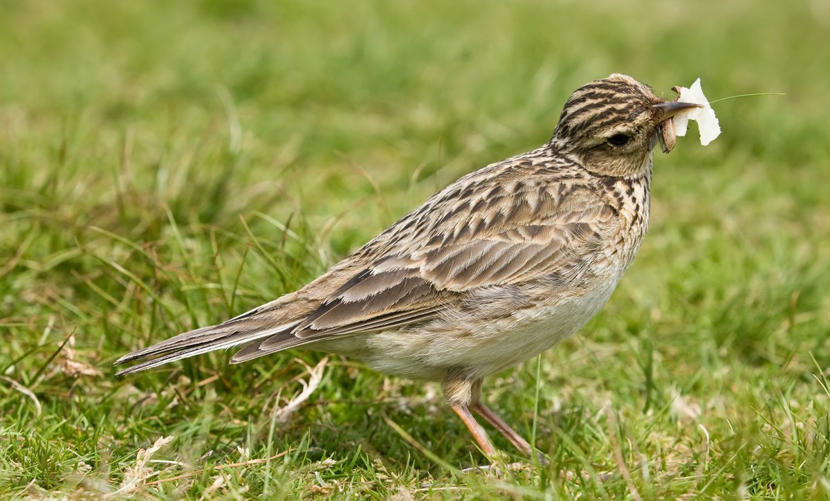 struttschester's tweet photo. RT @OpenFarmSunday: We’re asking for your Wildlife & Biodiversity pictures & videos on farm Visitor Surveys after #OFS19 told us the public want to learn more about wildlife & biodiversity on farms. We’re planning on sharing some of that magic on 20th Sept https://t.co/7JxXBWRYQH
