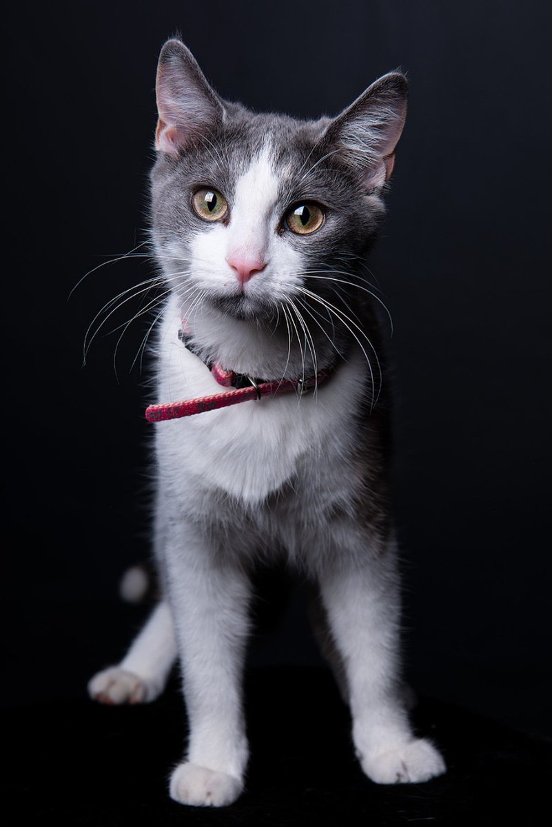The_PurrFactory's tweet photo. Send us a photograph of your kitty, and your cat-fan could be featured on our page! Does your kitty look like any of the Purr Factory characters? That would be purrrfectly pawsome! #purrs #purrfactory #purrfactorymusical #bellecat #purrpics #purrfactoryfans #audiobook #meouw #cat https://t.co/YdLiZDVin3