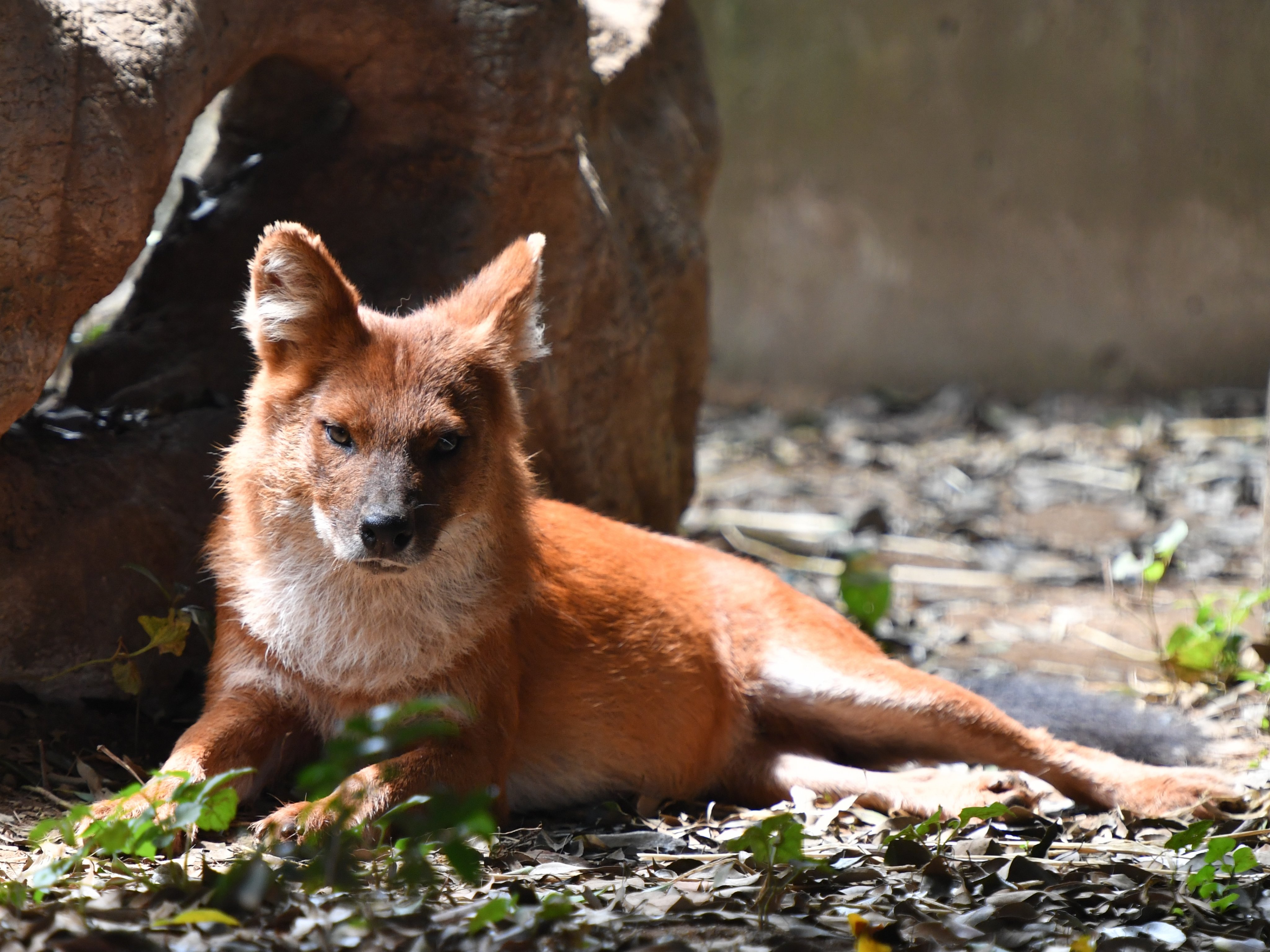 Koichi Murata アカオオカミの別名をもつ ドール かつてはアジアに広く分布していたけれど 今は個体数が減少して絶滅危惧種 亜種については未だ議論されている 難しい話は抜きにして美しいと思う ズーラシア Dhole Zoorasia Iucn Red List T Co