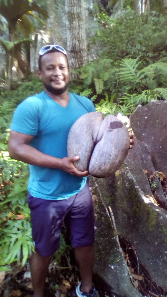 DaalHeidi's tweet photo. Nu Bali niet doorgaat maar weer omgeboekt en is de voorpret voor de Seychellen  letterlijk al begonnen 😂 de grootste kokosnoot ter wereld groeit alleen op de Seychellen.  De " coco de mer "  en er is zowel een mannelijke als vrouwelijke versie. 3 x raden welke wat is 🤣 https://t.co/TP3OYHtNOb