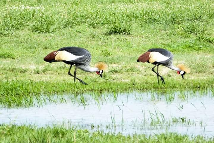 I have extensive knowledge of Honde Valley birds ranging from identification, their feeding and breeding habits, habitat and migration. I later introduced these activities in my secondary school under a conservation club. I was also involved in bird awareness programmes.