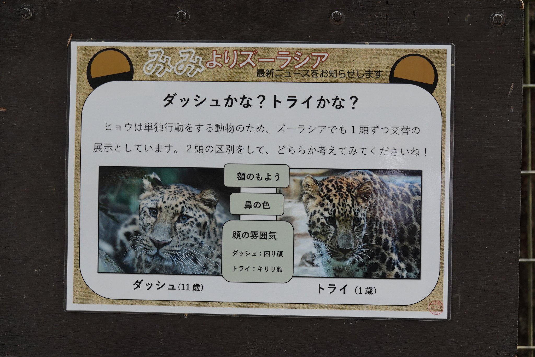 Tomama ズーラシアでは初めましてのアムールヒョウのトライくん 個体紹介も出来てて 顔の雰囲気は キリリ顔 と書かれてました 確かにキリッとした美少年で大変麗しいです 一方 ダッシュくんは 困り顔 とのこと 飼育員さんから見るとダッシュくんは Tomama ズーラシアでは初めましてのアムールヒョウのトライくん 個体紹介も出来てて 顔の雰囲気は キリリ顔 と書かれてました 確かにキリッとした美少年で大変麗しいです 一方 ダッシュくんは 困り顔 とのこと 飼育員さんから見るとダッシュくんは