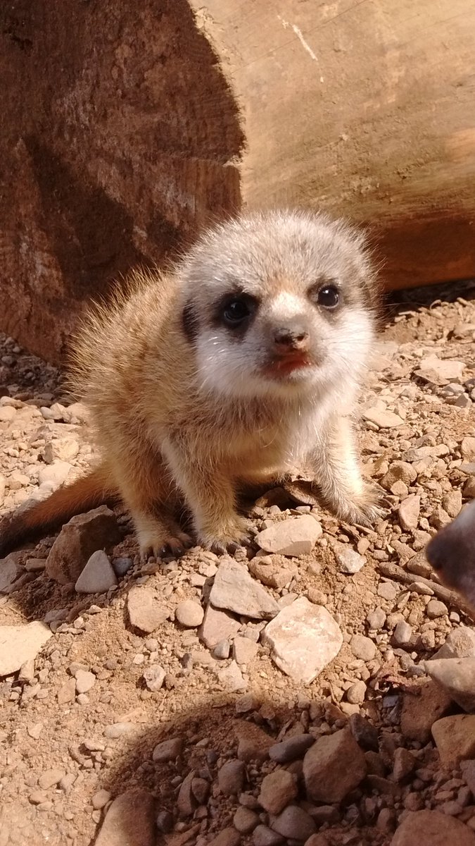 Baby meerkats! Not 1 not 2 not 3 but 4!! Our latest super cute babies are 4 weeks old &amp; just venturing out of the den. #meerkat #babies #newarrivals #summerholidays