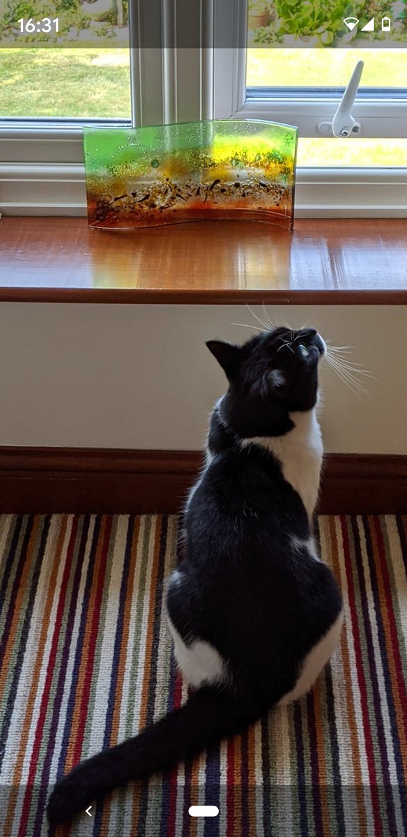 1VannaGrant's tweet image. I am going to get that fly!
#cats
#flycatching