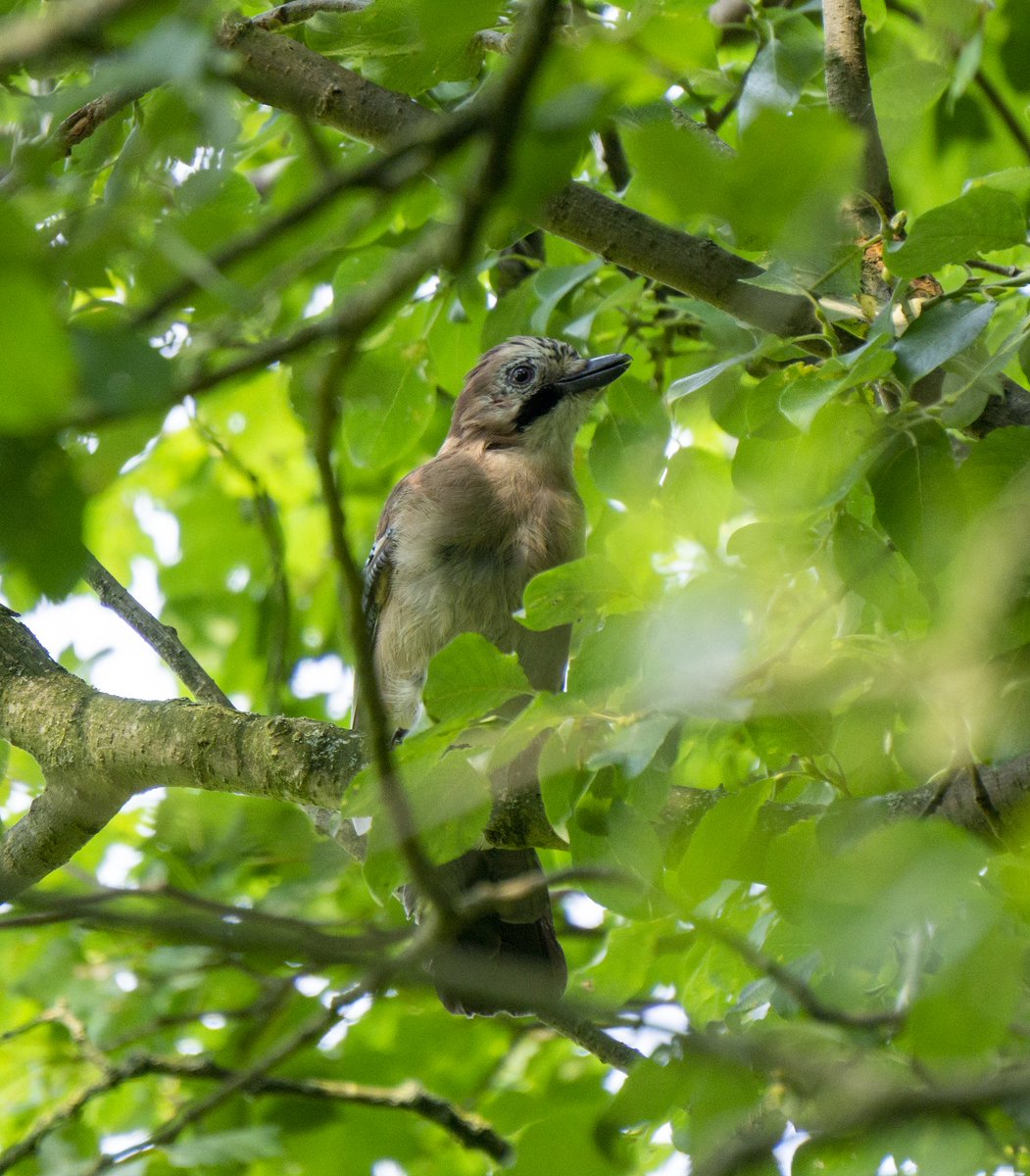 LiquidSun15's tweet photo. Jay 😍😍😍 #TwitterNatureCommunity https://t.co/3weRDOsKl5