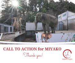 Cockato47613097's tweet photo. @japanelephants 
明日８月１２日（水）は #世界ゾウの日 ですね。
絶好のタイミングです！宮子がホースで水浴びができるよう、動物園が宮子のために猛暑対策を行うよう、皆さん団結しましょう。

栃木県/保健福祉部生活衛生課衛生/水道担当 (028)623-3110 https://t.co/mub4fUOcQT