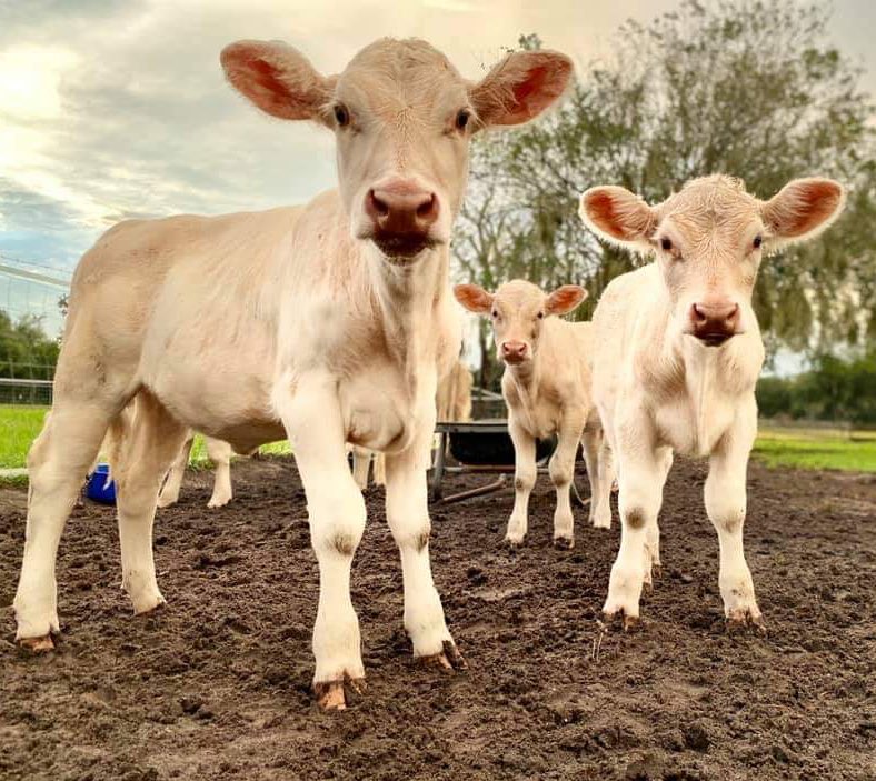 CowoftheDay1's tweet photo. 📅 11th August 2020
🐮 Nellie, Piper and Phoebe 
💕 #animaloftheday https://t.co/870gLqTtLD
