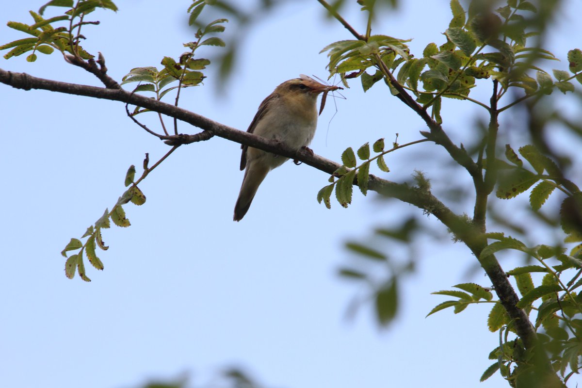WildIslayBirds's tweet photo. Sedge Warblers must be on their last brood before heading south again #birding #Islay Whilst watching this one bring in food for young one of this years new White tailed Eagles did a fly pass. https://t.co/kuZnsVKQi9