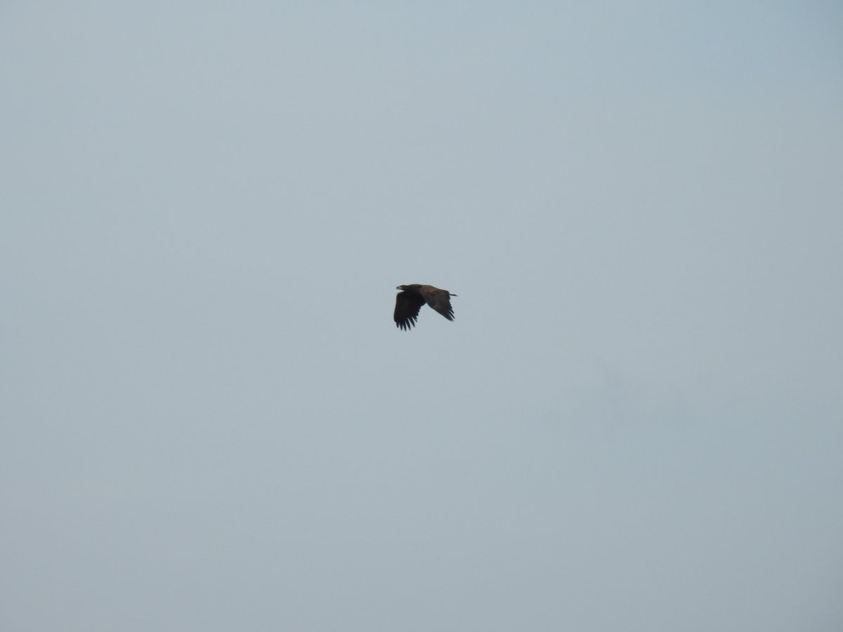 WildIslayBirds's tweet photo. Sedge Warblers must be on their last brood before heading south again #birding #Islay Whilst watching this one bring in food for young one of this years new White tailed Eagles did a fly pass. https://t.co/kuZnsVKQi9