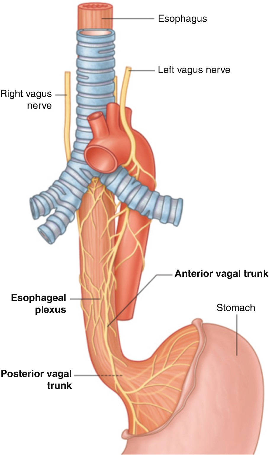 Пищевод картинка. Анатомия пищевода кровоснабжение иннервация. Кровоснабжение пищевода топографическая анатомия. Блуждающий нерв и пищевод. Топография пищевода анатомия.