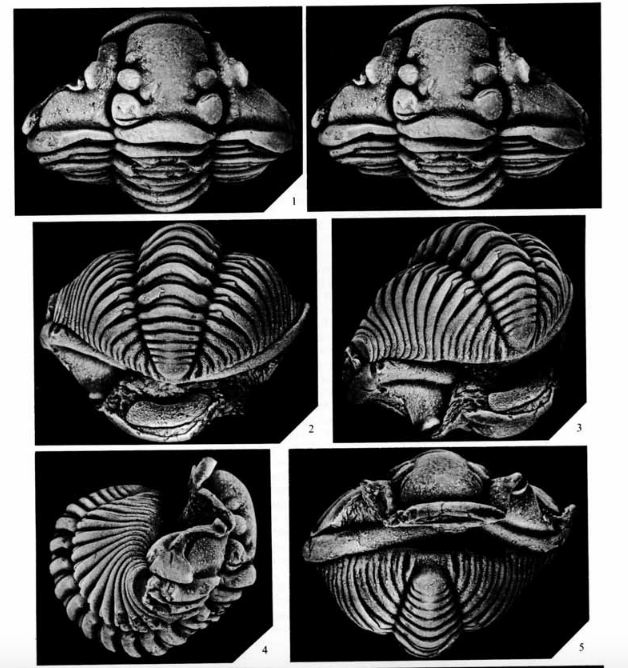 But as Black Country lad Derek Siveter (then of  @GeologyHull, now of  @morethanadodo) explains in this  #Palaeontology article, the Dudley Bug typically resides in Paris:  https://www.palass.org/sites/default/files/media/publications/palaeontology/volume_28/vol28_part4_pp783-792.pdf! #Triarthlon  #Fossilympics20  #TrilobiteTuesday