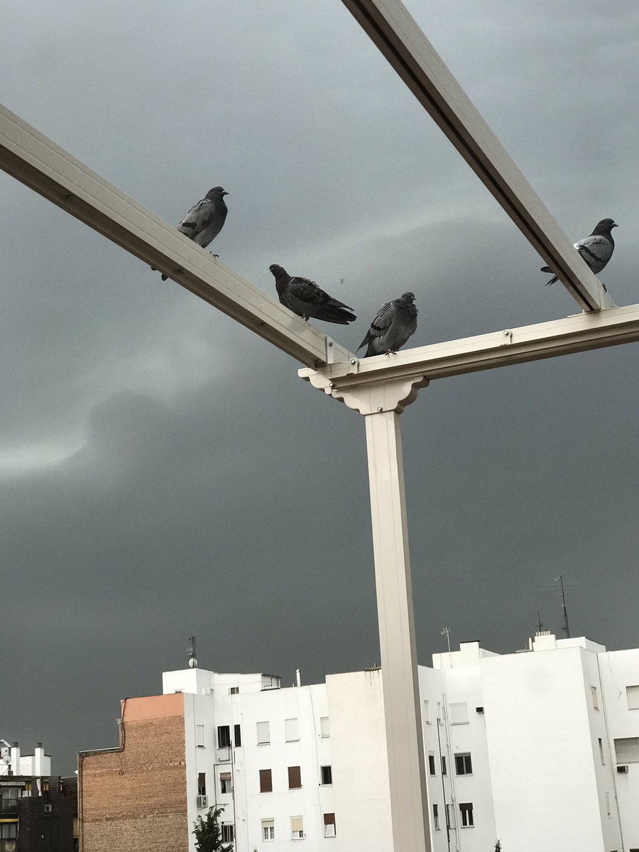 Las pobres palomas, que han salido hoy sin paraguas. #Tormentas #Agosto2020
