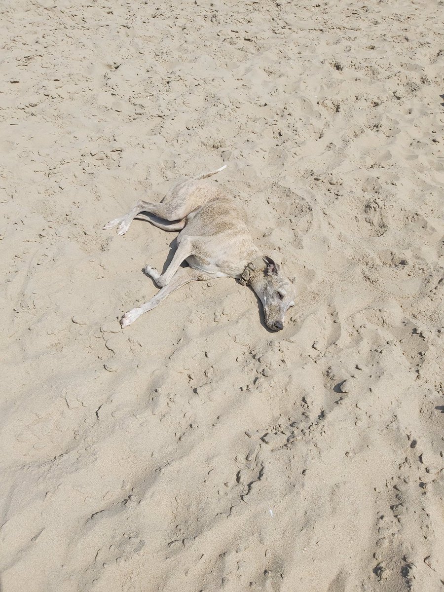 WhippetVinnie's tweet photo. Camouflage doggie https://t.co/BUSoKQhDlw