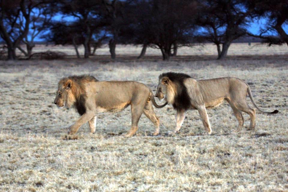 KTembwe's tweet photo. Kalahari Black https://t.co/RxY00H3vWf