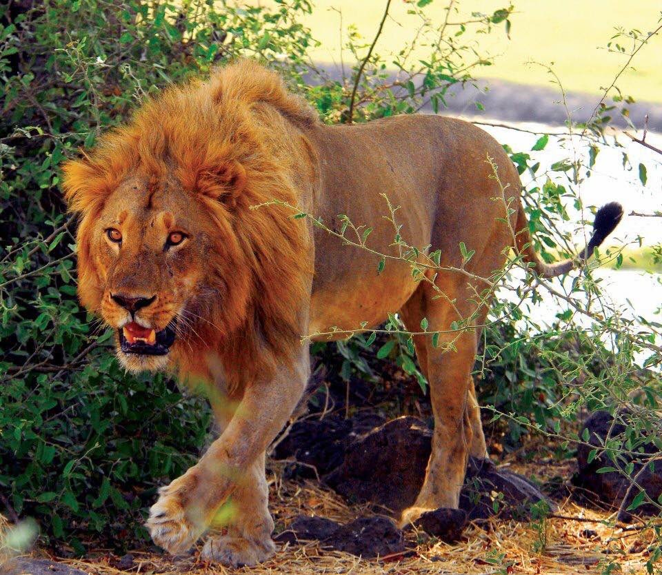 KTembwe's tweet photo. Okavango Red https://t.co/AsH1pSBfcU