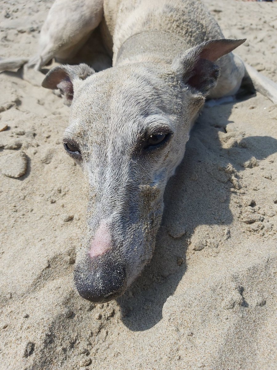 WhippetVinnie's tweet photo. Sand hare https://t.co/uwFi61tkwK