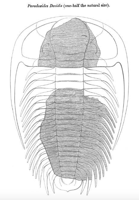 Our fourth and final competitor in the  #Fossilympics20  #Triarthlon is Paradoxides davidis, from the Cambrian of south-west Wales (and south-east Newfoundland).If you've not read John Salter's (1863) paper on its discovery, you really must:  https://jgs.lyellcollection.org/content/jgsleg/19/1-2/274.full.pdf!