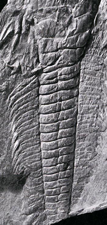 Paradoxides was crucial to the recognition that the present-day Atlantic Ocean had a precursor, and of the microcontinent  #Avalonia:  https://www.amnh.org/research/paleontology/collections/fossil-invertebrate-collection/trilobite-website/the-trilobite-files/the-paradoxides-paradox-plate-tectonics-and-continental-drift2.It is also Wales' national fossil:  https://museum.wales/articles/2007-07-26/International-fame-for-Waless-National-Fossil/!