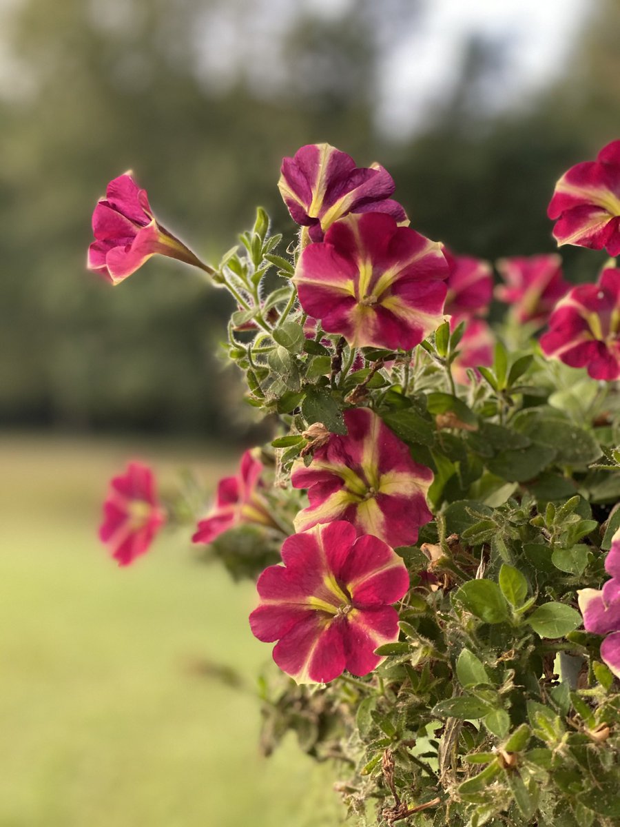 JoshuaMHood's tweet photo. This is a hanging basket I have on my front porch. Every morning I water it and pull off all the dead blooms. 

We must constantly nourish and strengthen the things that are working and prune the things that are not. 

What is flourishing in your life? What needs to be pruned? https://t.co/l0ZK50jSa1